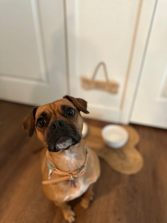 Custom Dog Sign